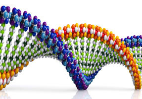 Hybridoma antibody Sequencing service