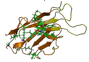 Antibody Humanization service